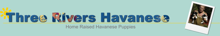 Three Rivers Havanese Home Raised Havanese Puppies