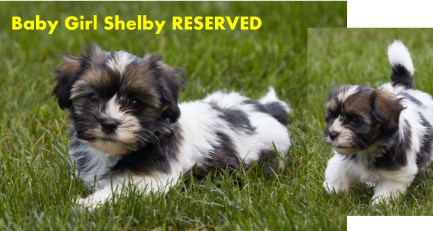Baby Girl Shelby RESERVED