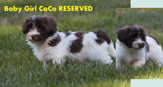 Baby Girl CoCo RESERVED
