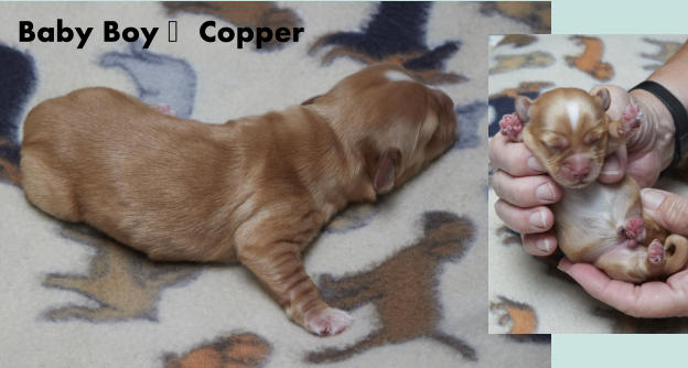 Baby Boy -Copper