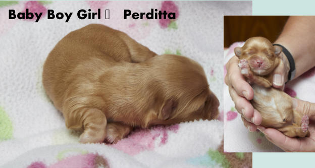 Baby Boy Girl - Perditta