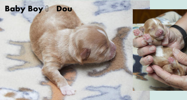 Baby Boy - Doug