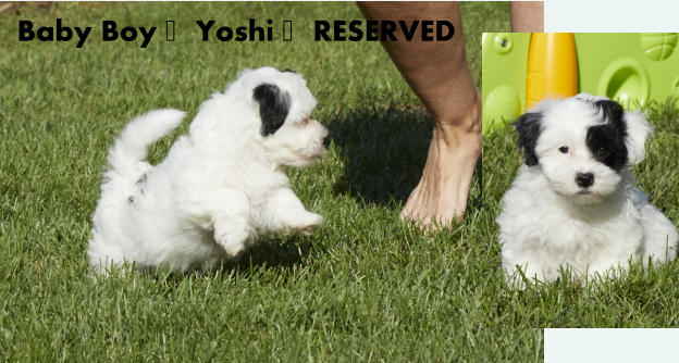 Baby Boy -Yoshi -RESERVED