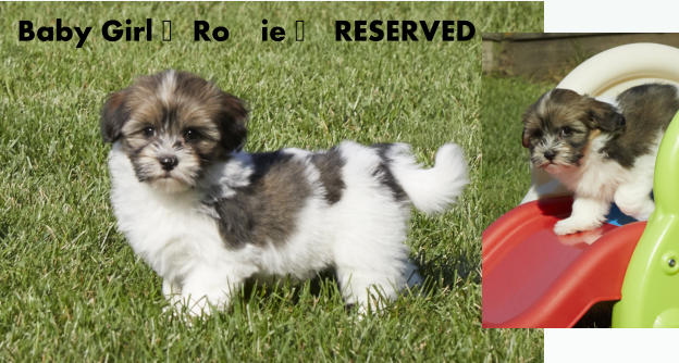 Baby Girl -Roxie - RESERVED