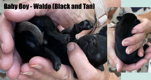 Baby Boy - Waldo (Black and Tan)