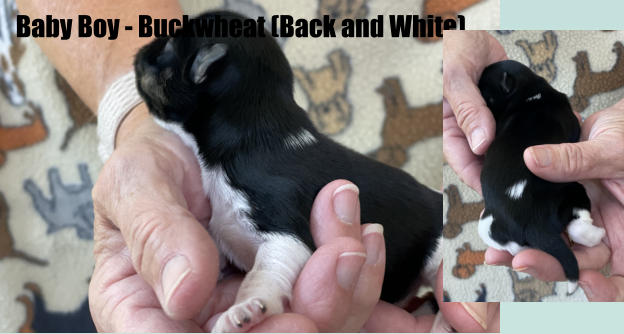 Baby Boy - Buckwheat (Back and White)