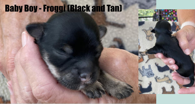 Baby Boy - Froggi (Black and Tan)