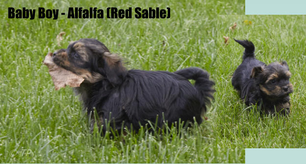 Baby Boy - Alfalfa (Red Sable)