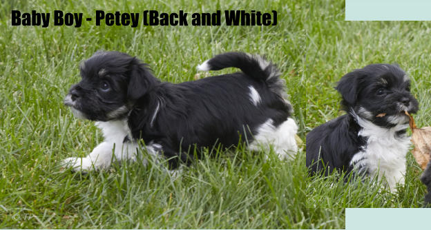 Baby Boy - Petey (Back and White)