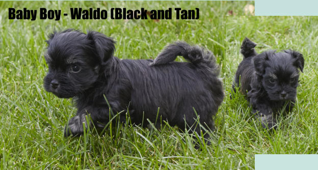 Baby Boy - Waldo (Black and Tan)