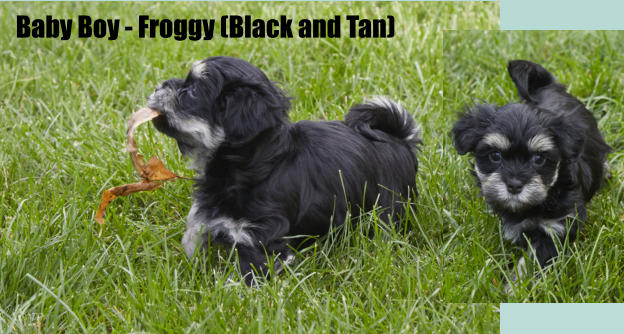 Baby Boy - Froggy (Black and Tan)