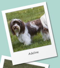 Adeline