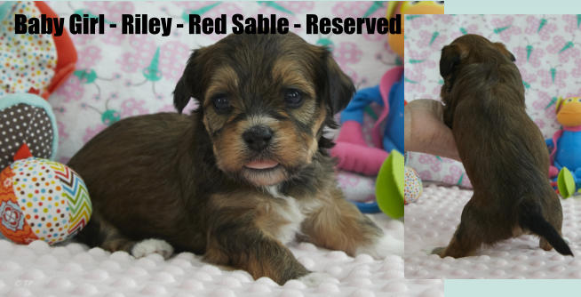 Baby Girl - Riley - Red Sable - Reserved