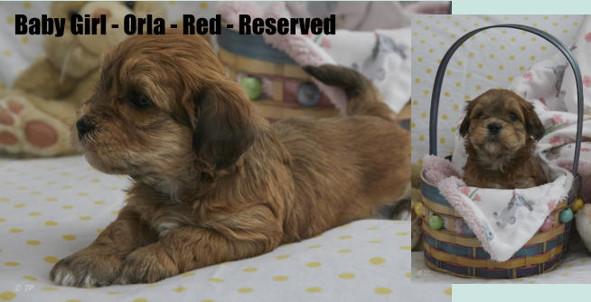 Baby Girl - Orla - Red - Reserved