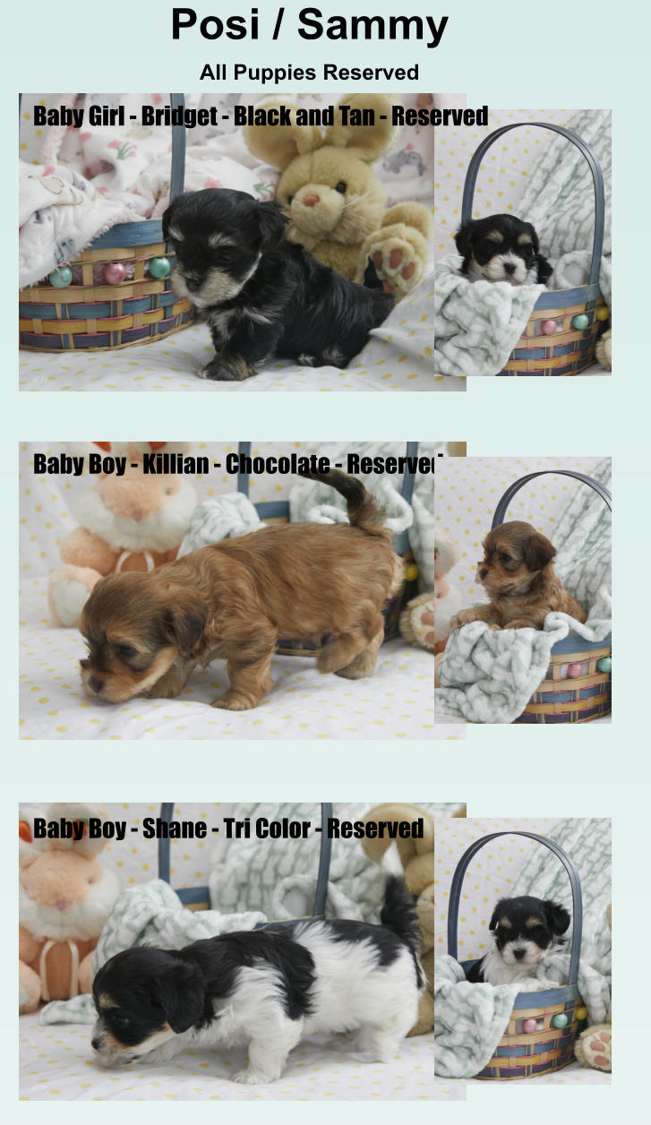 Posi / Sammy All Puppies Reserved       Baby Boy - Killian - Chocolate - Reserved Baby Boy - Shane - Tri Color - Reserved Baby Girl - Bridget - Black and Tan - Reserved